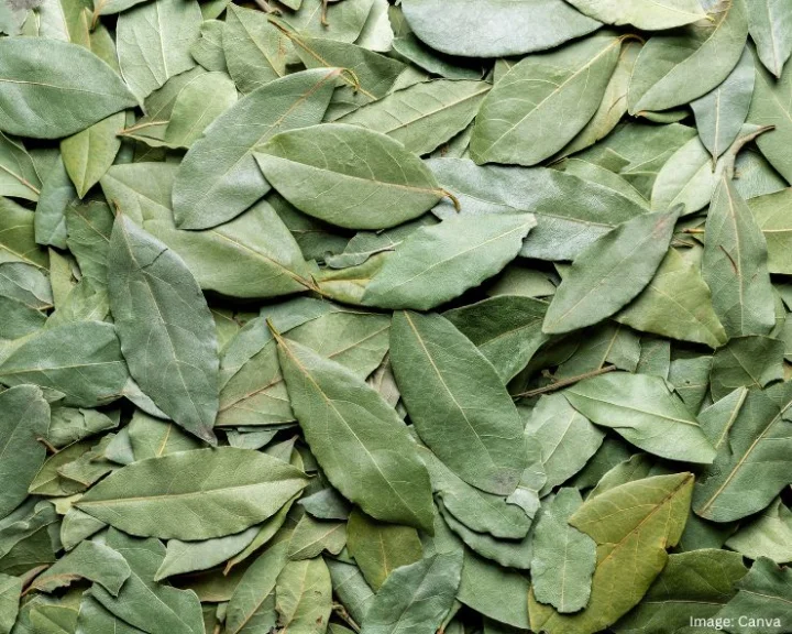 Bay Leaf Benefits