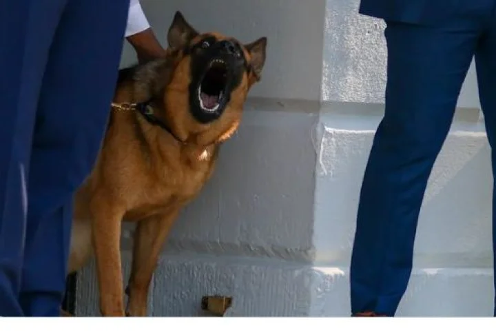 Joe Biden Dog