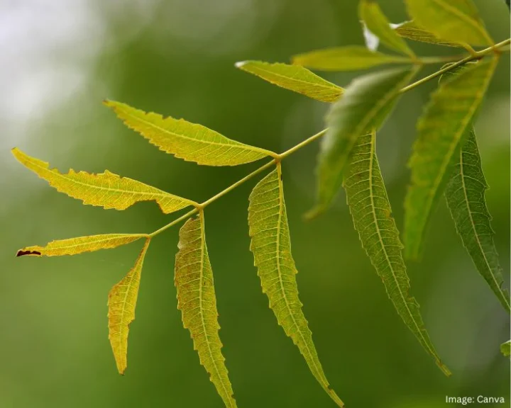 Neem Face Pack