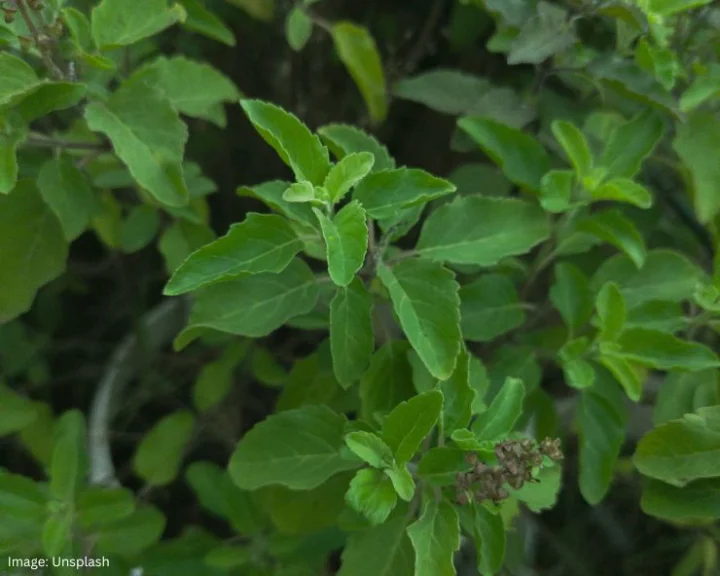 Basil Leaves Benefits