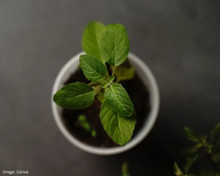 Basil Leaves Benefits