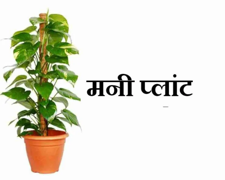 Money plant