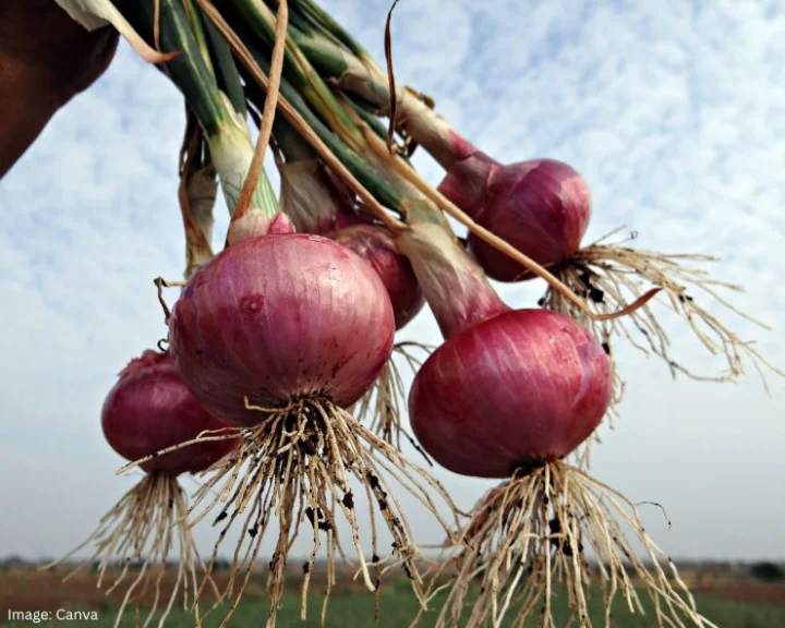 Rid of Onion Breath