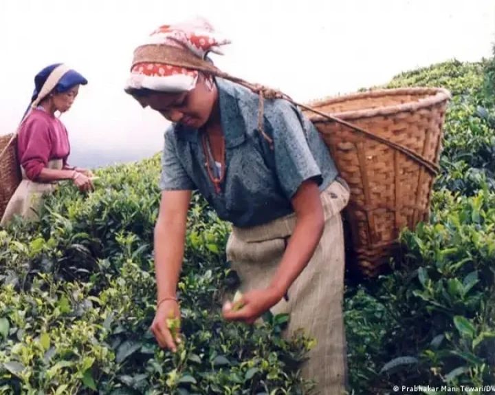 darjeeling