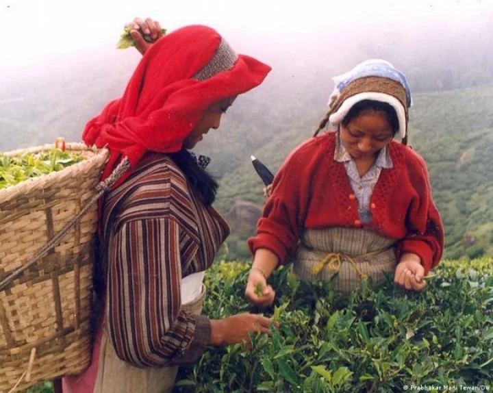 darjeeling