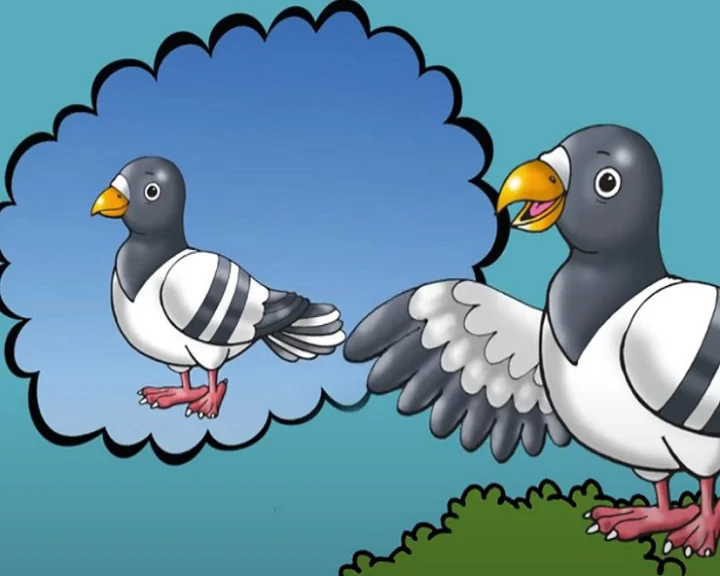 Pigeon