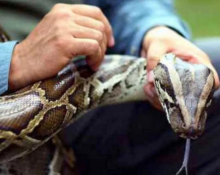 Drunk man wraps python around his neck