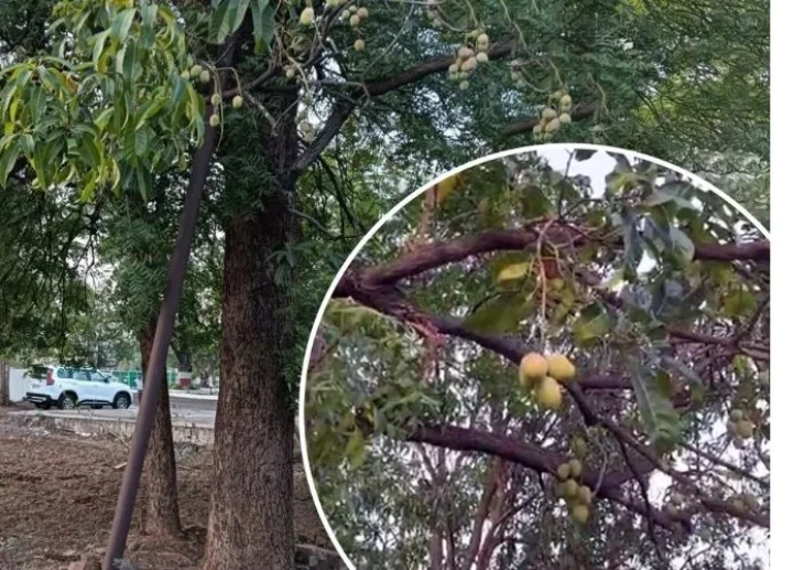 Mango