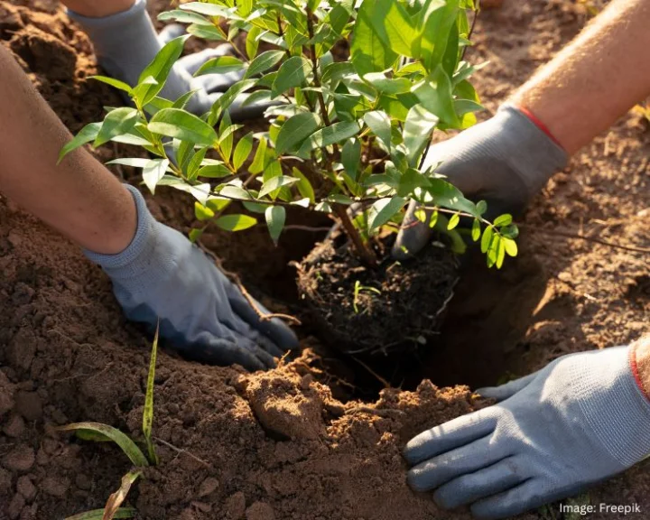 Cow Dung Cake For Plants: