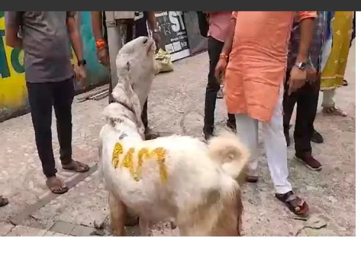 ram goat