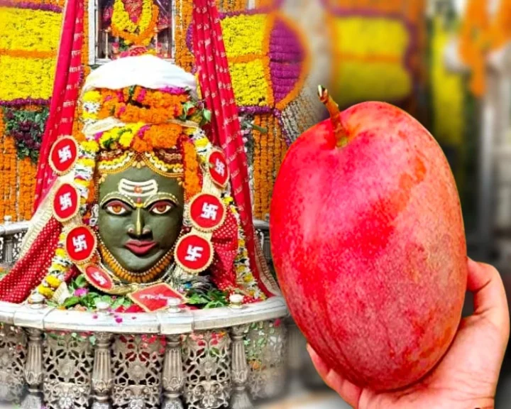 mahankal mango