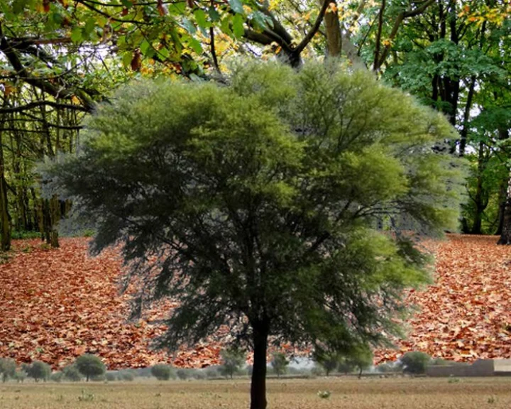 babul tree