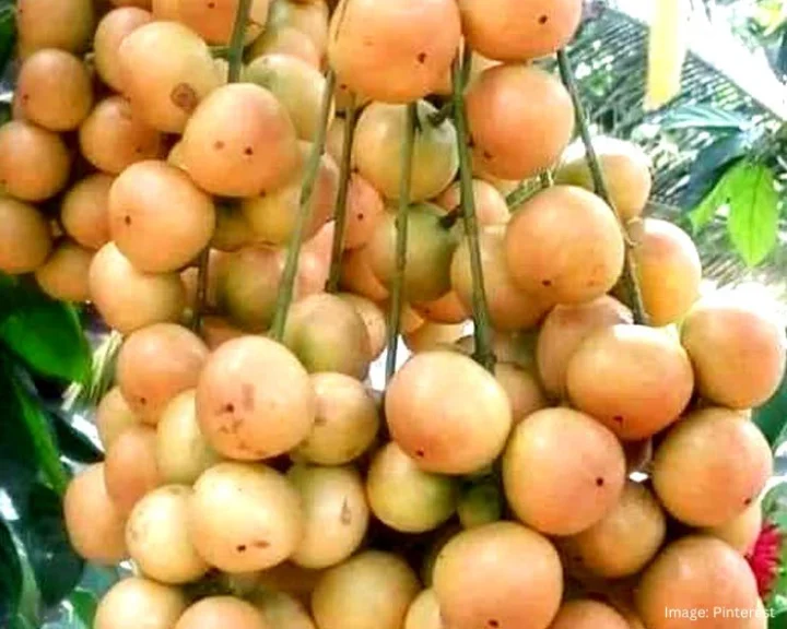 Lasoda Fruit Benefits