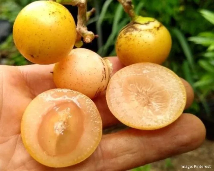Lasoda Fruit Benefits