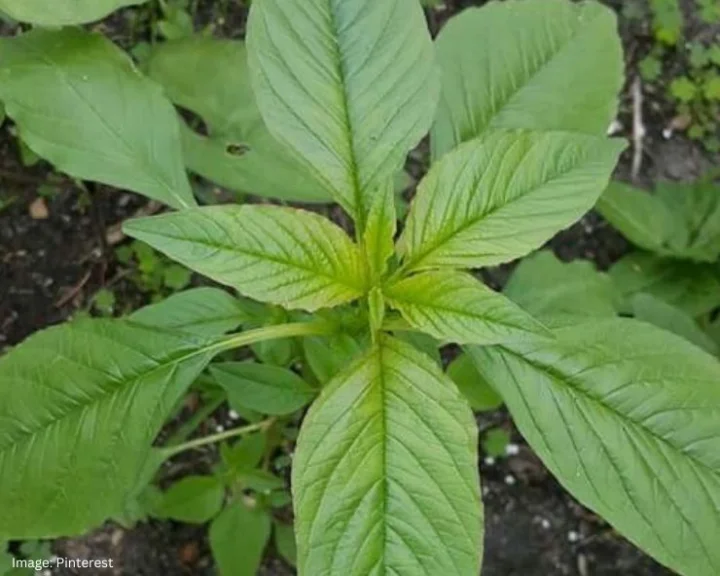 Lord Krishna Favourite Vegetable