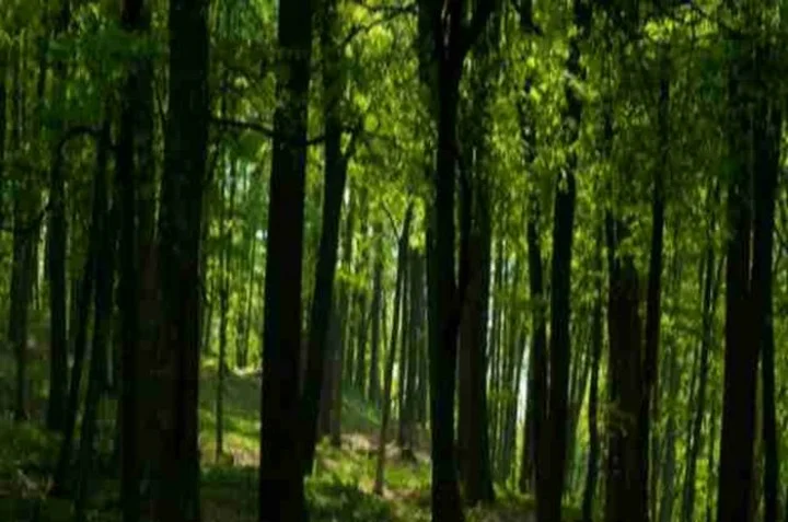 Pachmarhi Forests