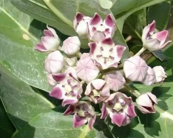 Where to plant the Ankde Plant