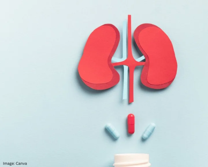 Which Organ Purify Our Blood