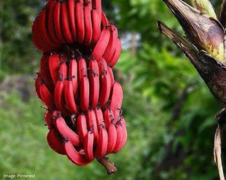 Red Banana Benefits