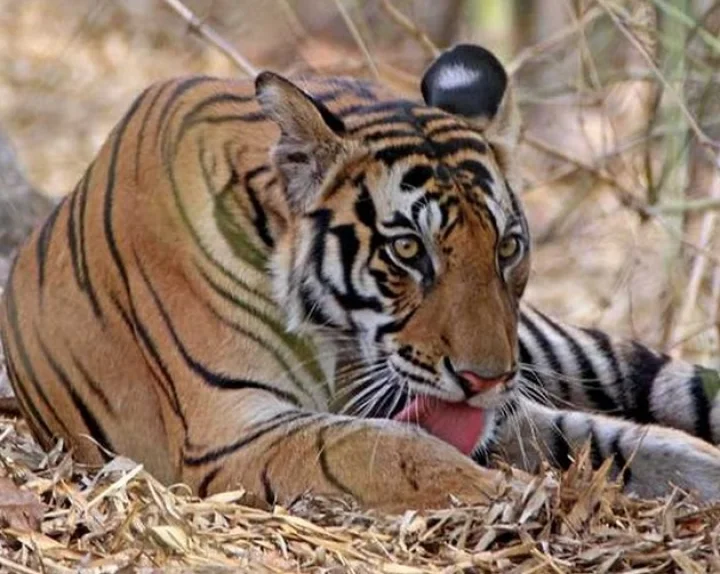 Lioness dies after falling in well in Gujarat