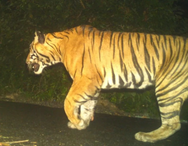 Tiger population increased in Rajasthan