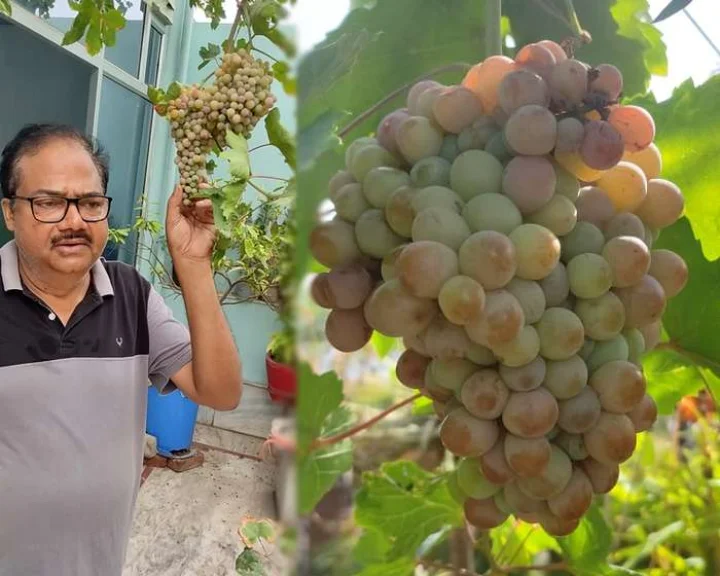 Grape cultivation in North India