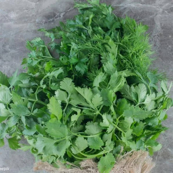 सकाळी रिकाम्या पोटी कोथिंबीर खा, आरोग्यासाठी फायदे मिळतील