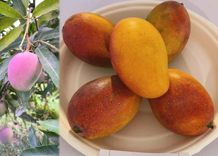 New variety of mango