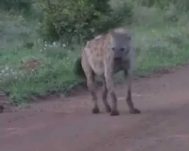 Not a wolf but a hyena was seen in Bahraich
