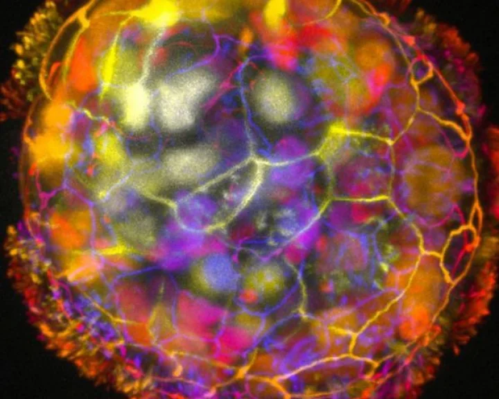 Third stage of life