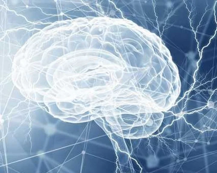 brain