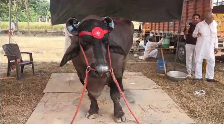 A Anmol buffalo worth Rs 23 crore at Meerut's agriculture fair