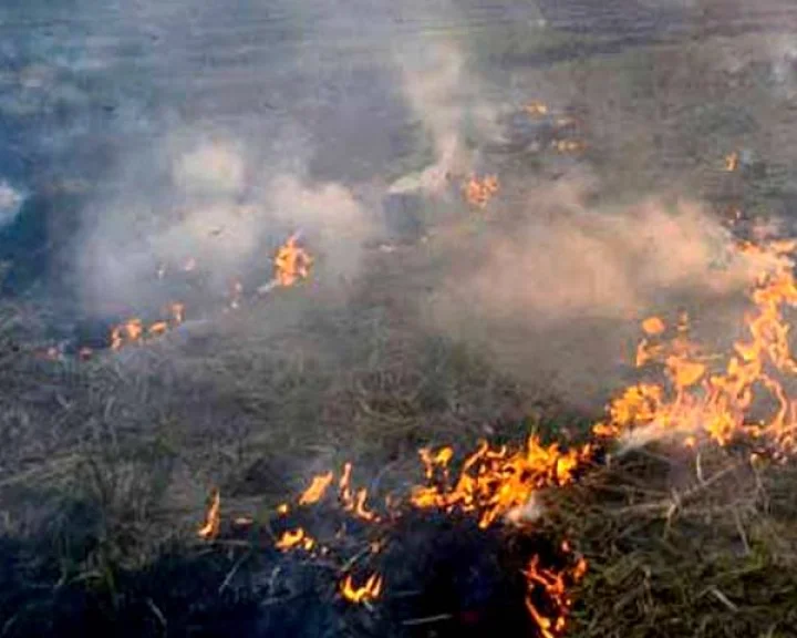 stubble burning in Haryana