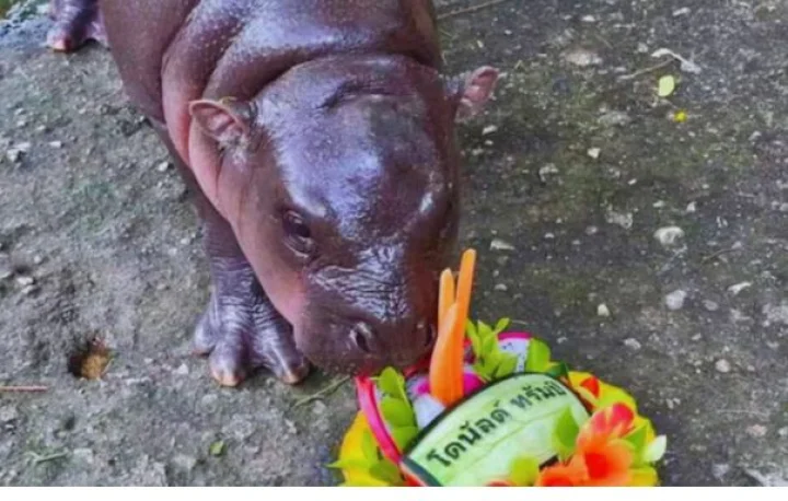 Hippo Moo Deng