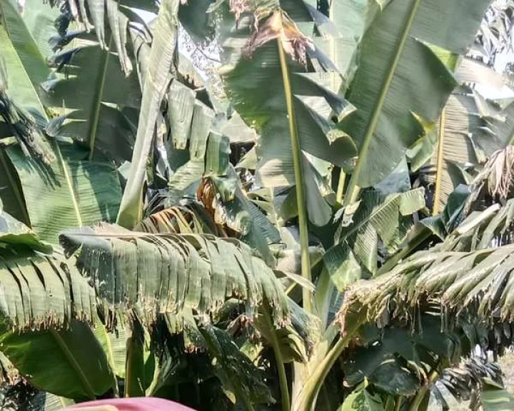 Banana Production