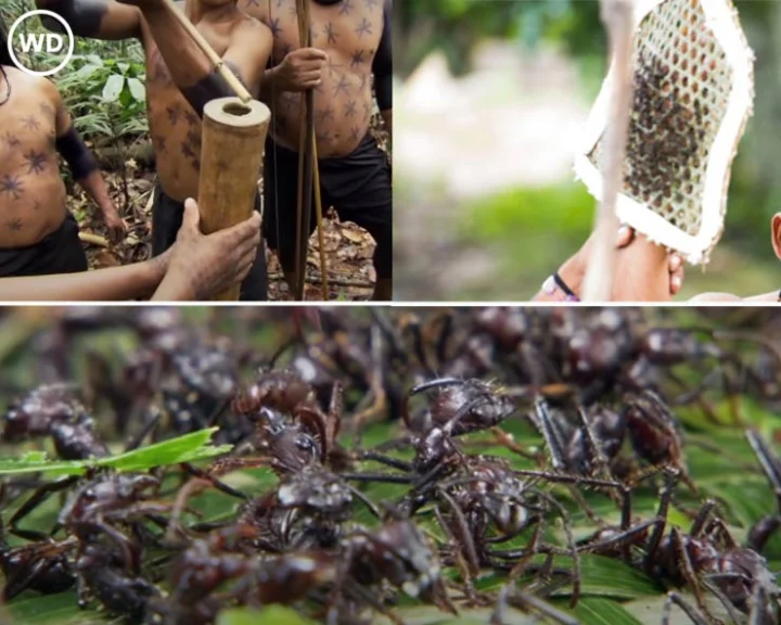 Bullet Ant Ritual
