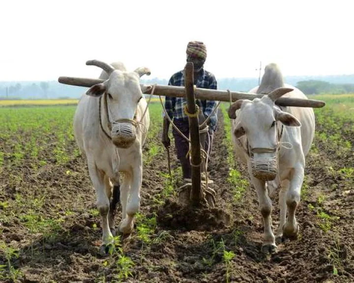 Farmers suicides in Maharashtra