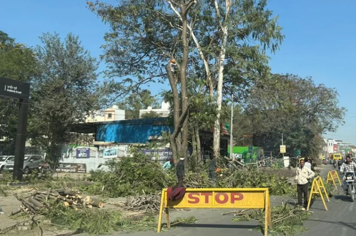 Tree cutting