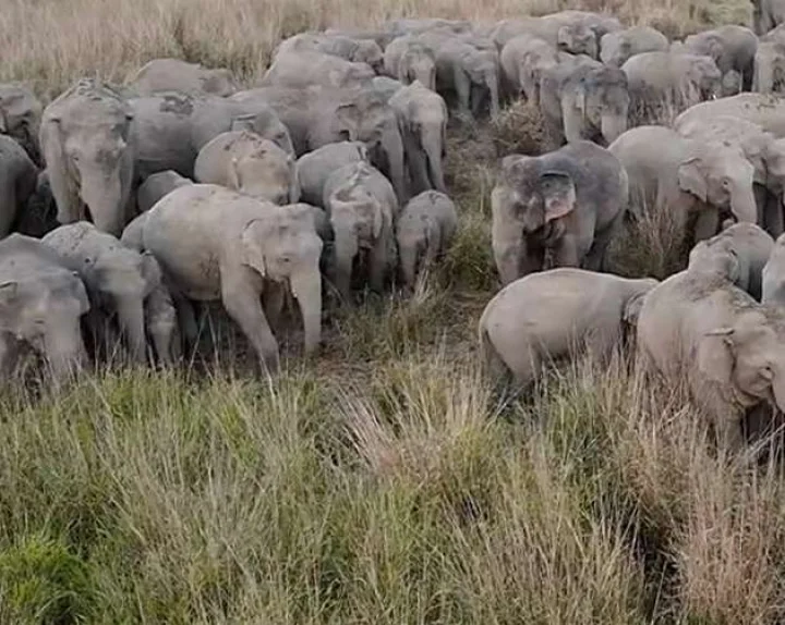 elephant