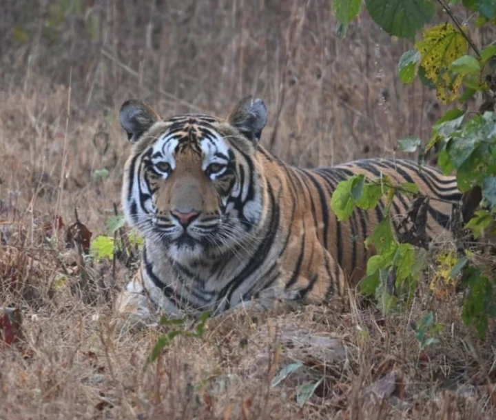 Madhav National Park will be the 9th tiger reserve of the state