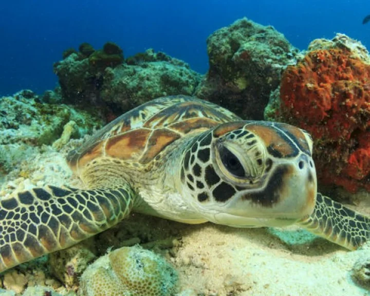 Hundreds of turtles die on Chennai beaches