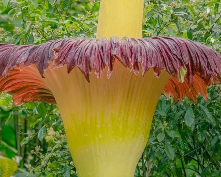 Stinking flower blooms for third time in Australia