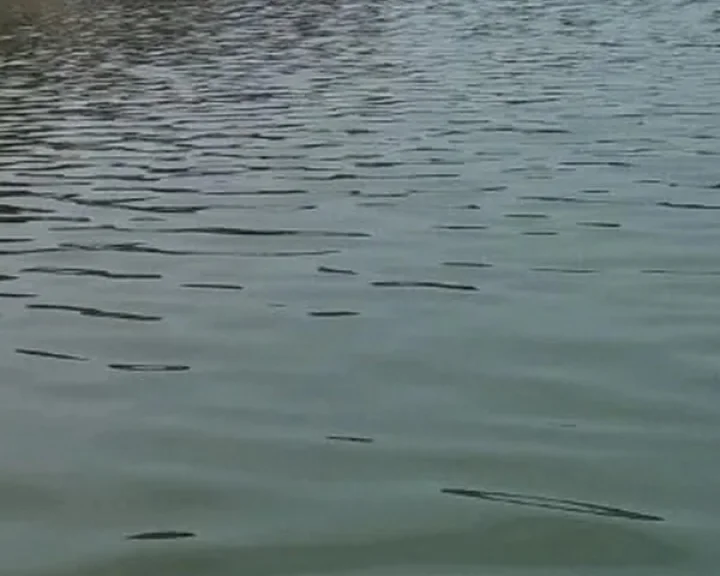 Delhi government's statement regarding cleaning of Yamuna river