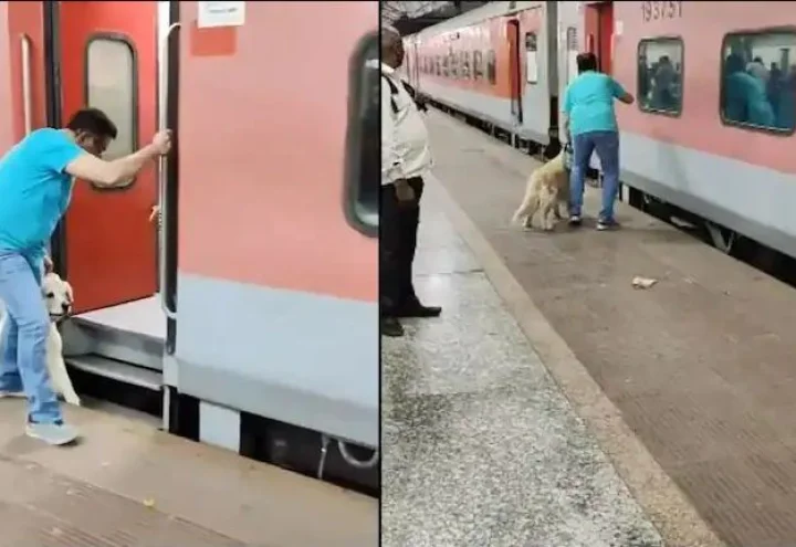 dog