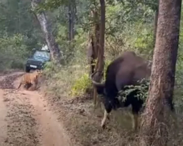 Tiger ran away after seeing Indian Bison