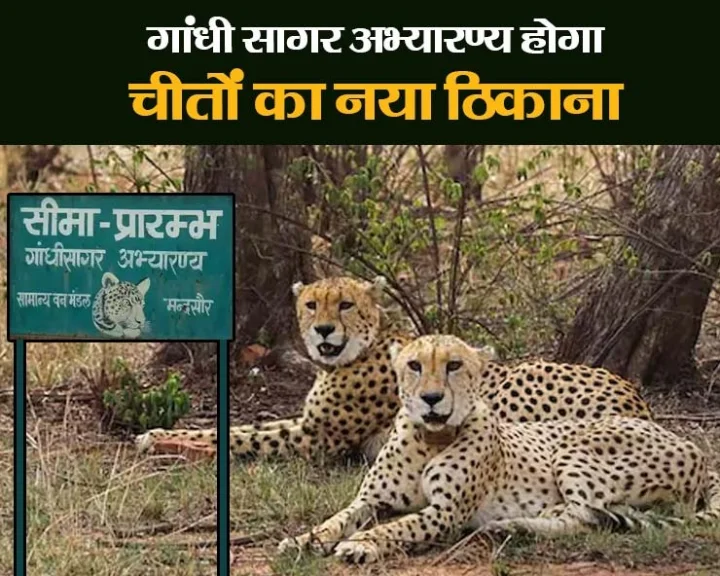 Kuno Cheetah Project