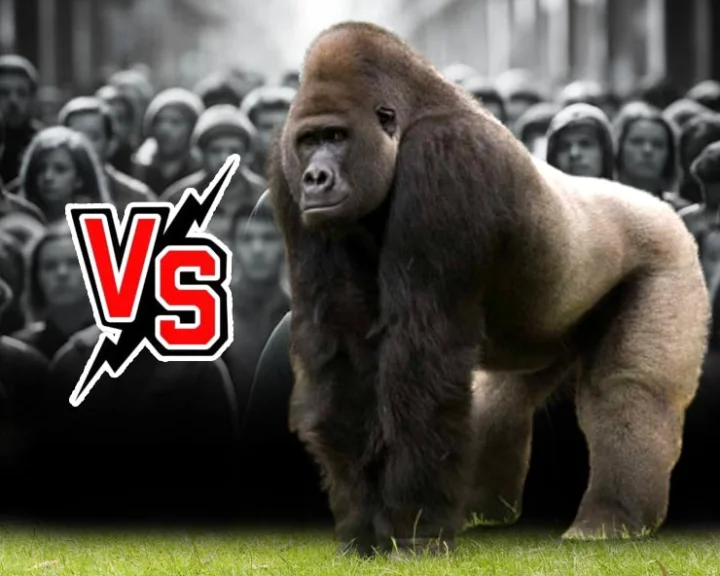 Gorilla and human