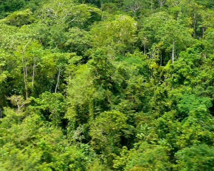 India lost 18200 hectares of primary forests