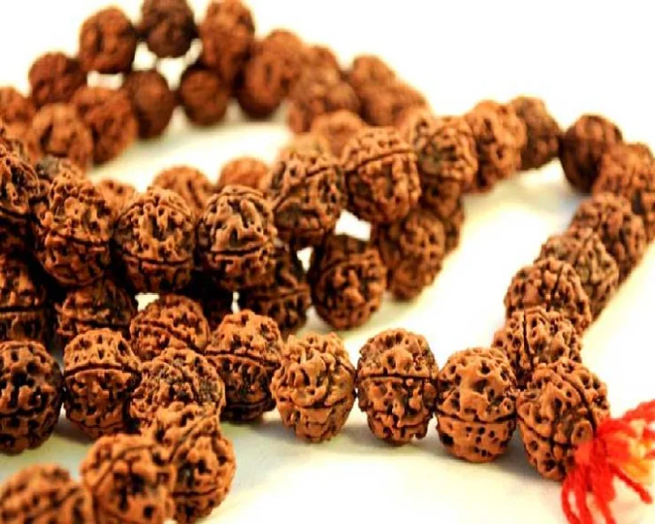 Rudraksha