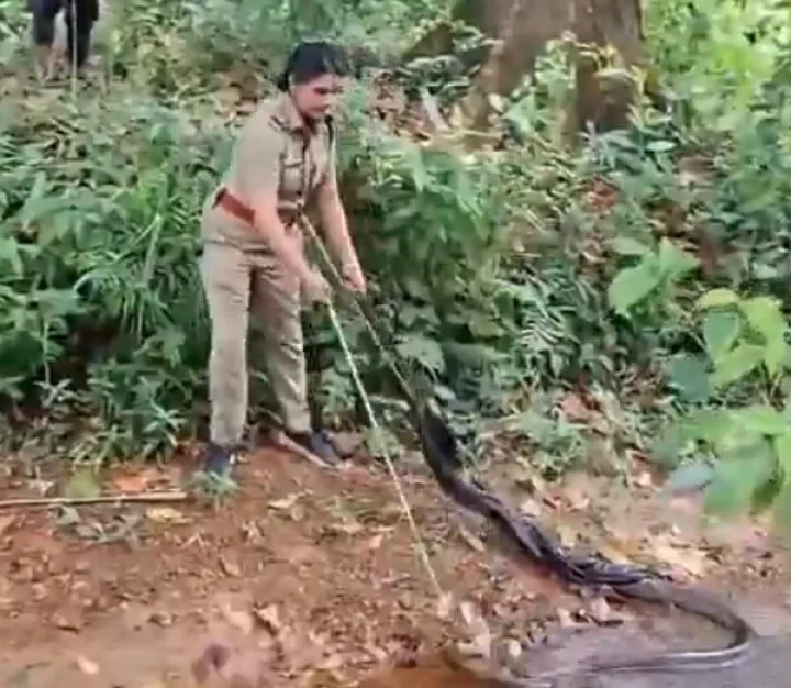Forest Officer